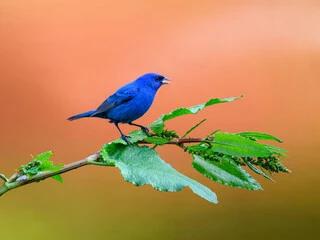 Blue Colored Birds