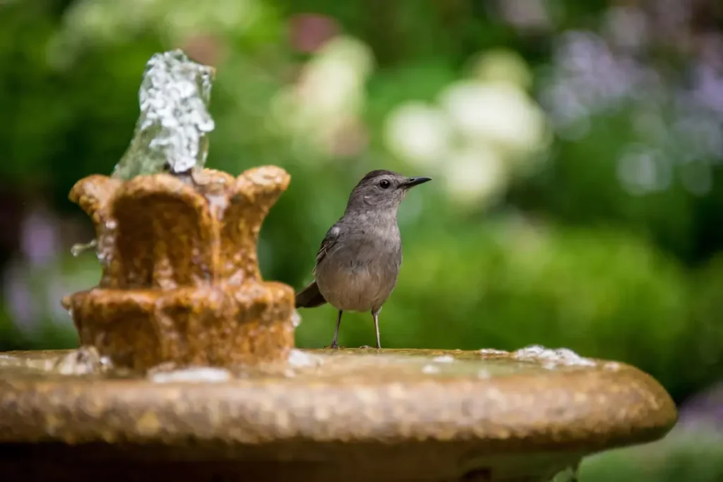 Large Bird Bath
