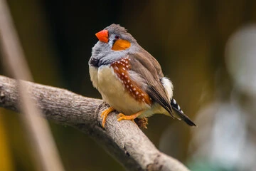 Life Expectancy of a Zebra Finch