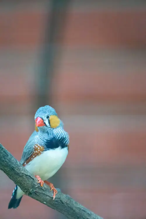 Life Expectancy of a Zebra Finch