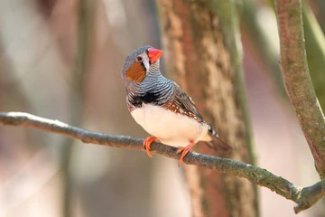 Life Expectancy of a Zebra Finch