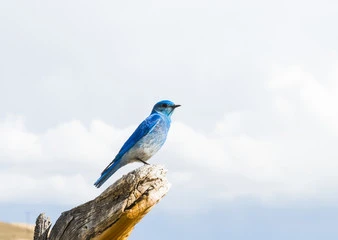 Blue Colored Birds