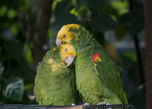 Parrot Behavior