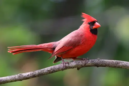 Red Bird Meaning