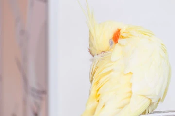 Sick Parakeet Symptoms