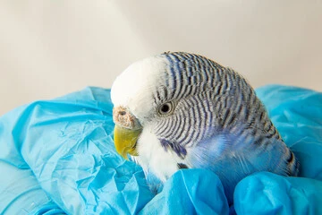 Sick Parakeet Symptoms