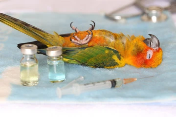 Sick Parakeet Symptoms: Best Proven Signs to Keep Them Happy