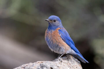 Blue Colored Birds