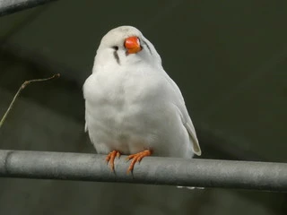 White Zebra Finch