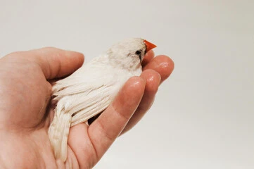 White Zebra Finch