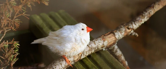 White Zebra Finch: Best Happy Care Tips & Color Secrets