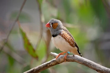 Zebra Finch Birds for Sale