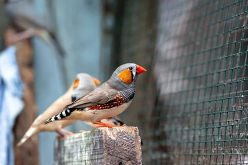 Zebra Finch Birds for Sale: Discover the Best Way to Find Happiness