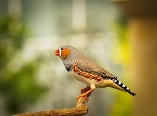 Zebra Finch Birds for Sale
