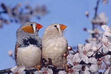 Zebra Finch Birds for Sale