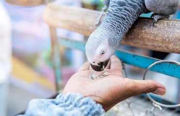 African Grey Parrot Food