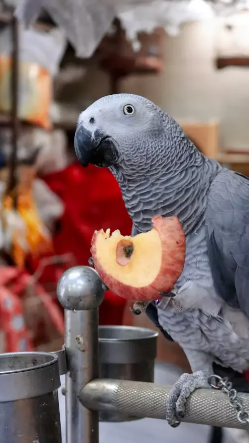 African Grey Parrot Food
