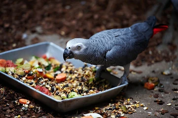 African Grey Parrot Food