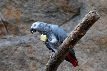 African Grey Parrot Food