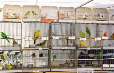 Birds and Beasts Pet Store