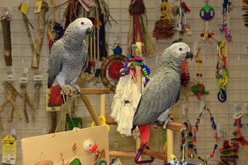 Birds and Beasts Pet Store