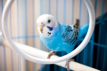 Blue Budgie Bird