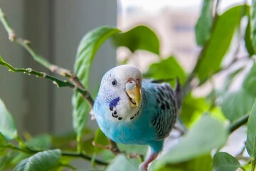 Blue Budgie Bird