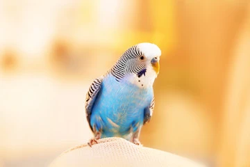 Blue Budgie Bird