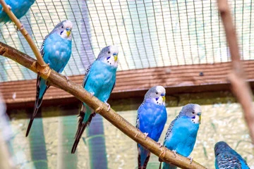 Blue Budgie Bird