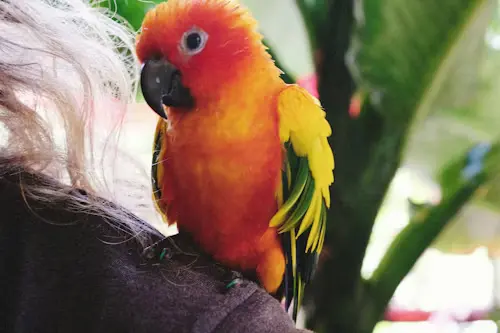 Coolest Bird Pets