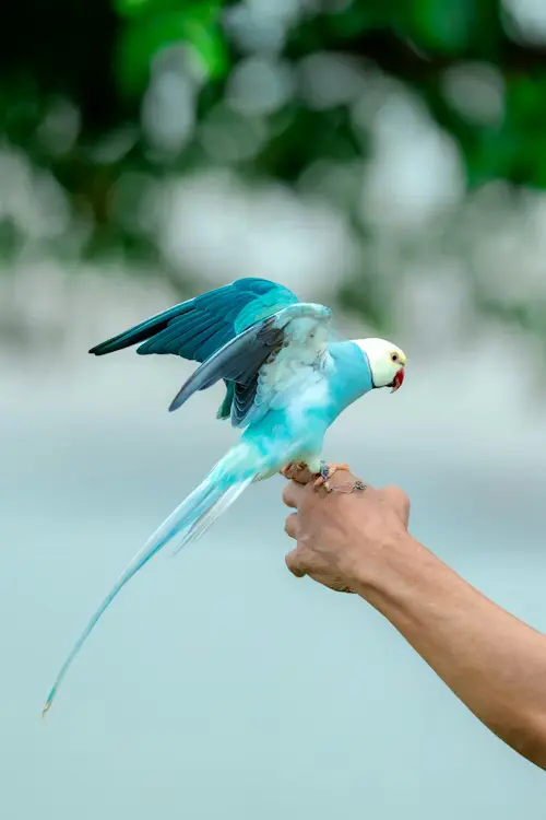 Coolest Bird Pets