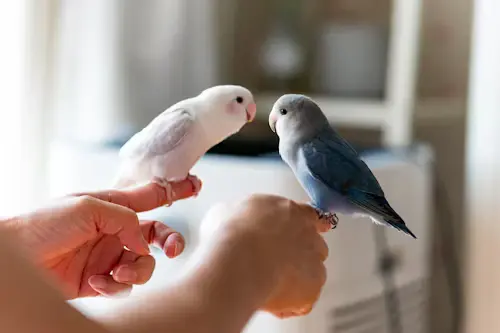 Coolest Bird Pets: Happy Best Feathered Friends to Love