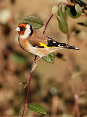 Green Finch and Linnet Bird Lyrics