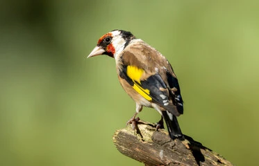 Green Finch and Linnet Bird Lyrics: Best Happy Caged Songs