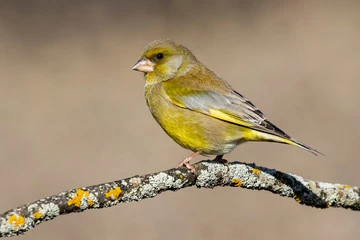 Green Finch and Linnet Bird Lyrics