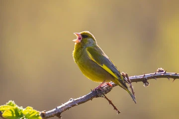 Green Finch and Linnet Bird Lyrics