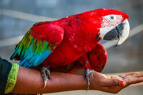 Macaw Parrot