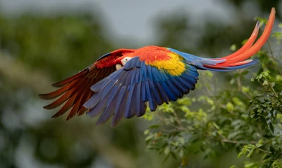 Macaw Parrot