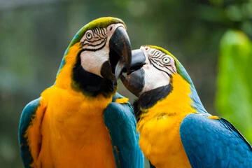 Macaw Parrot