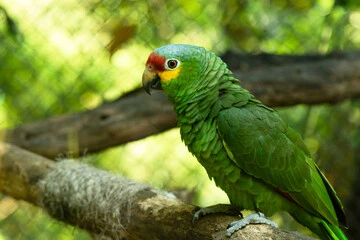 Types of Amazon Parrots
