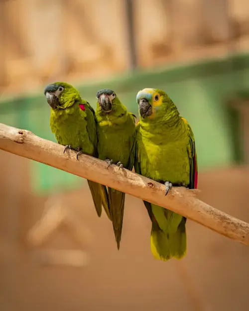 Types of Amazon Parrots