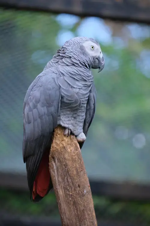 Types of Large Parrots