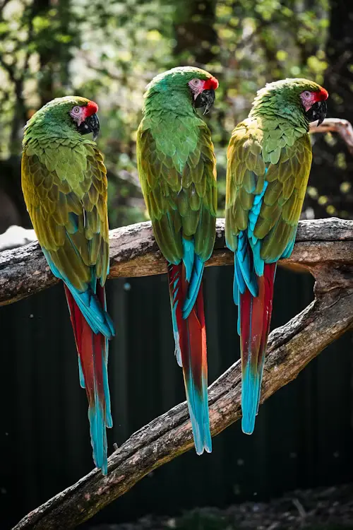Types of Large Parrots