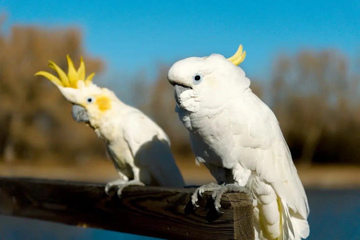 Types of Large Parrots