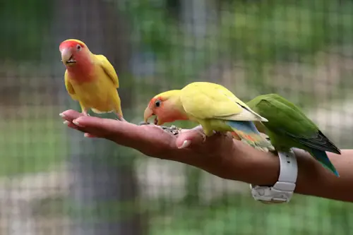Types of Small Parrots