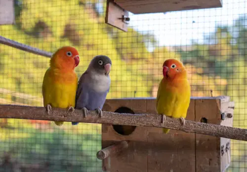 Types of Small Parrots