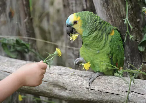 What Type of Parrots Talk