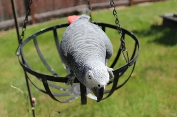 What Type of Parrots Talk