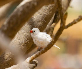 White Zebra Finch Bird