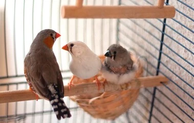 White Zebra Finch Bird